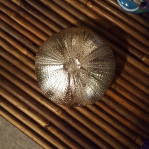 NWOT 5” across, approximately 2” high. bright silver sea decor